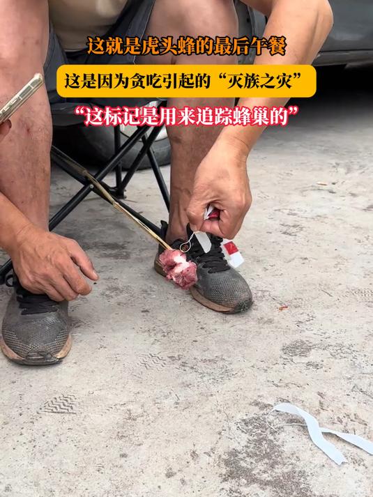 这就是虎头蜂的最后午餐,这是因为贪吃引起的“灭族之灾”