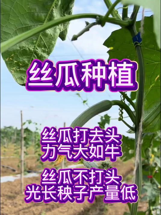 丝瓜打去头力气大如牛,丝瓜不打头旺长产量低