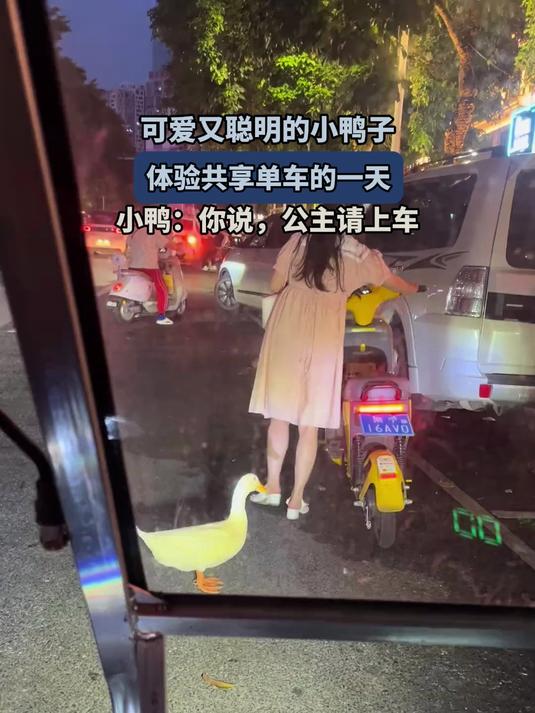 可爱又聪明的小鸭子，体验共享单车的一天。小鸭：你说公主请上车