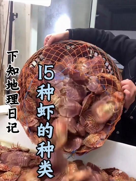 科普分享一些种虾的种类，你看你认识几种！