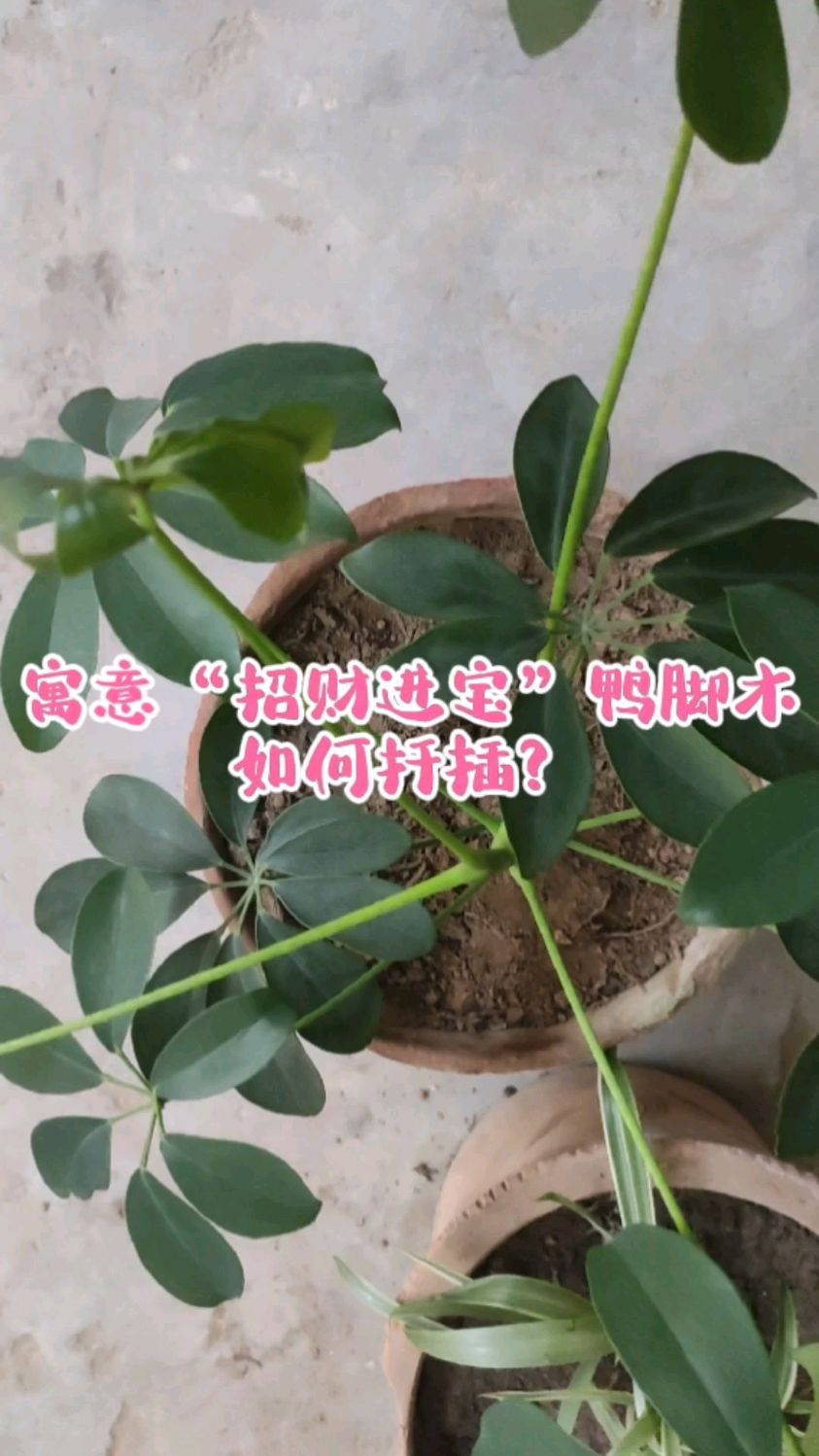 寓意“招财进宝”的压脚木。如何扦插好?