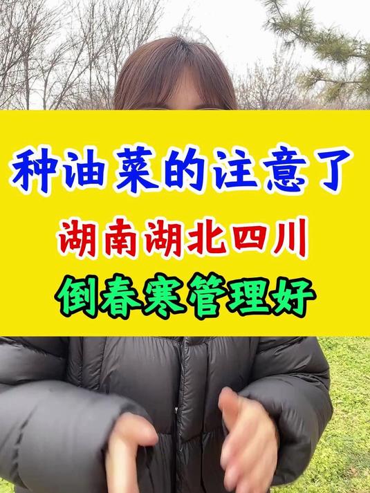 种油菜的注意了,湖南湖北四川,倒春寒管理好