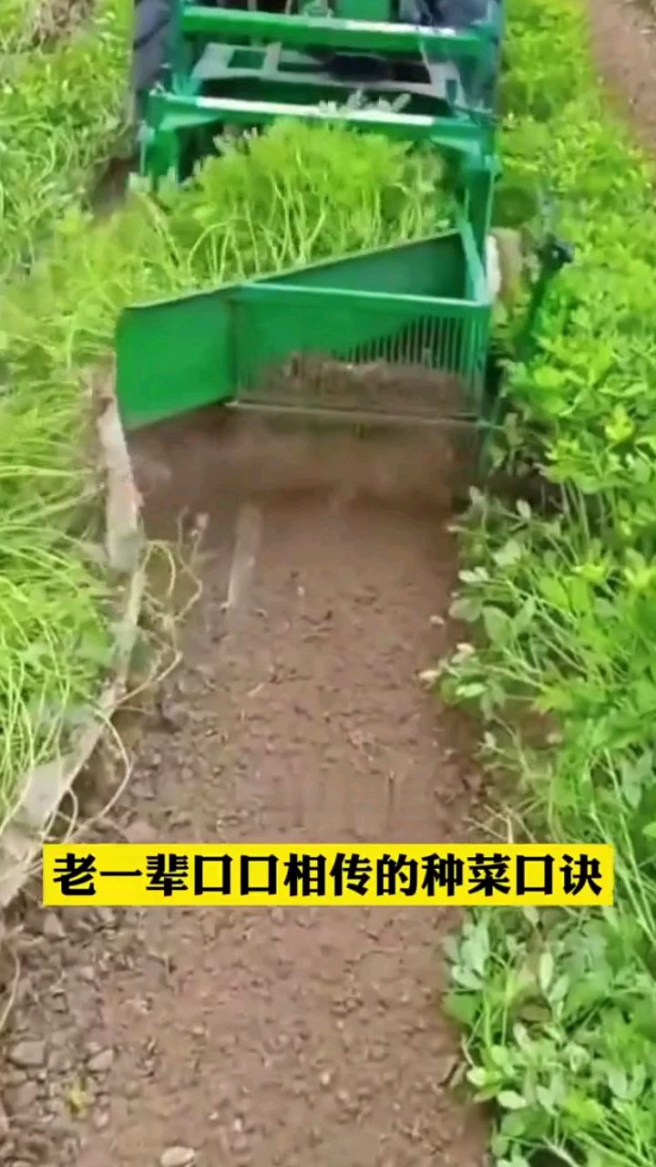 老一辈口口相传的种菜口诀