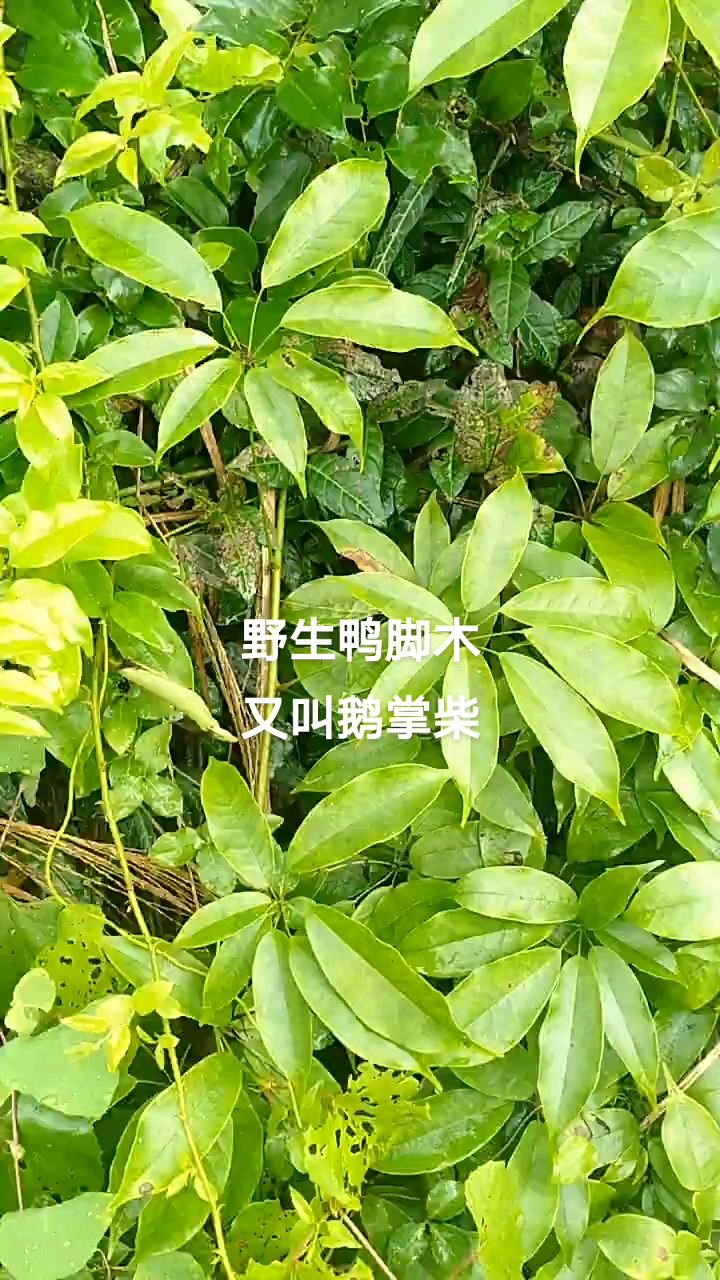 野生鸭脚木,又叫鹅掌柴,有观赏价值可做盆栽绿植,还是中药材