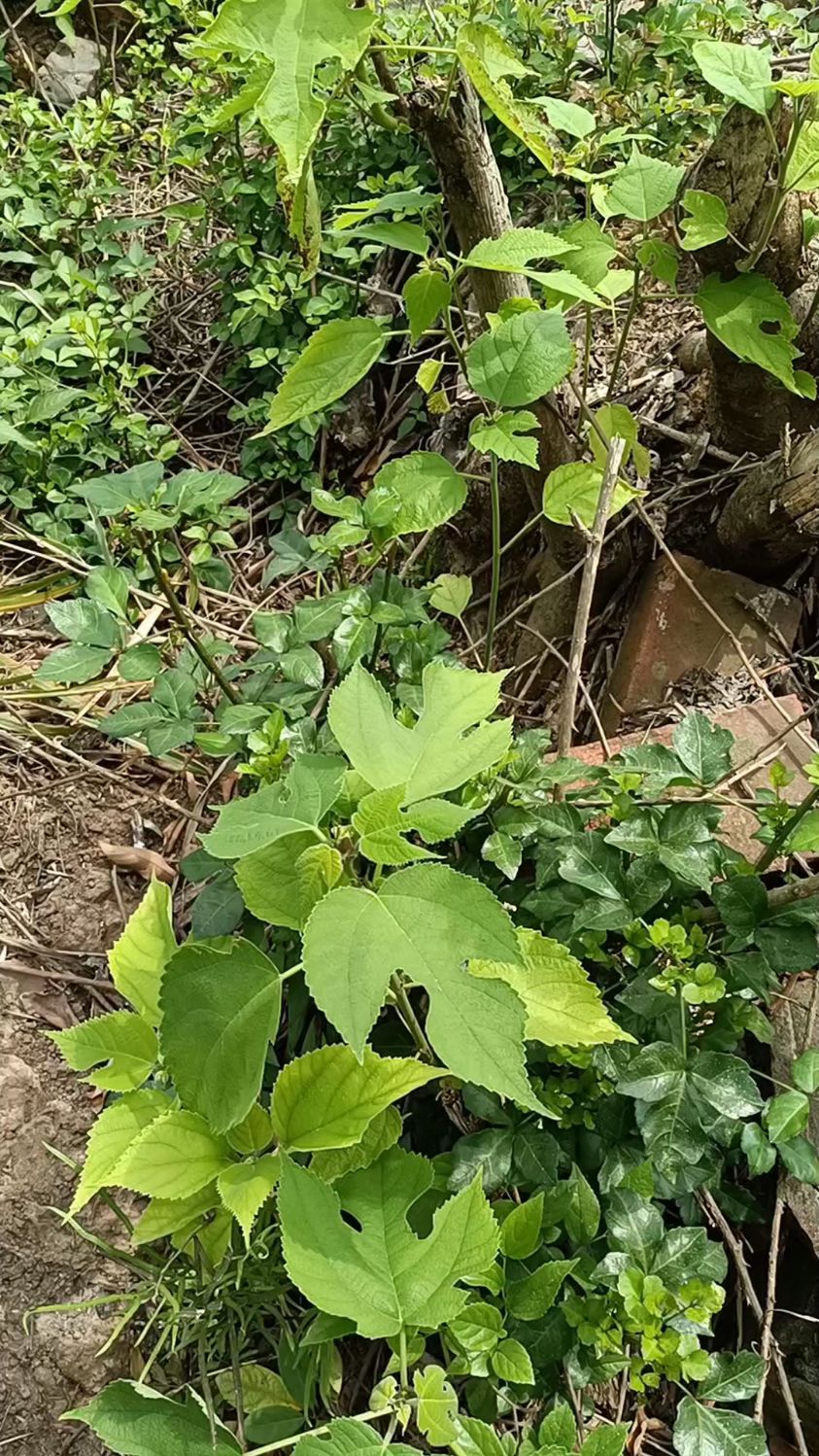 春天的美食,刺头菜。