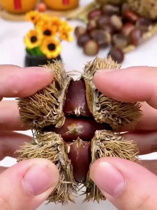 有了这个 板栗开口器在家就可以做出个个开口笑的 糖炒板栗