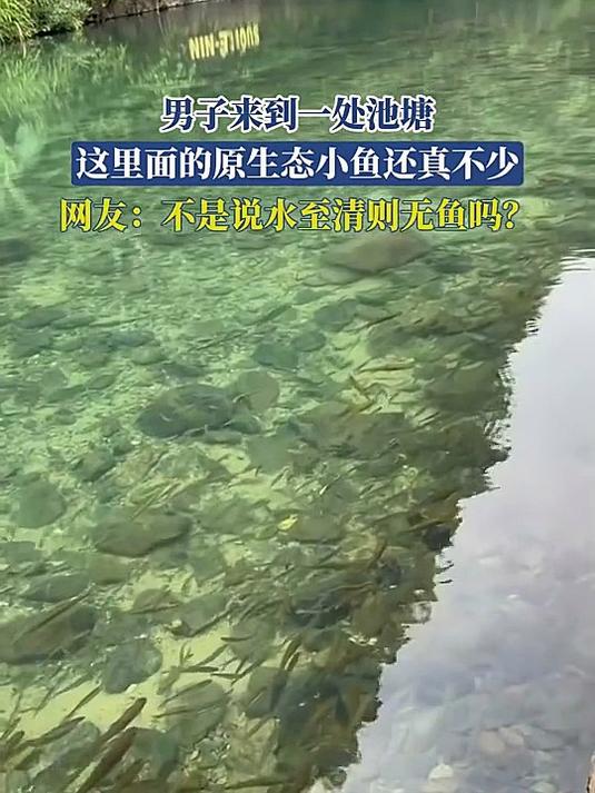 男子来到一处池塘，里面的原生态小鱼真不少，不是水至清则无鱼吗