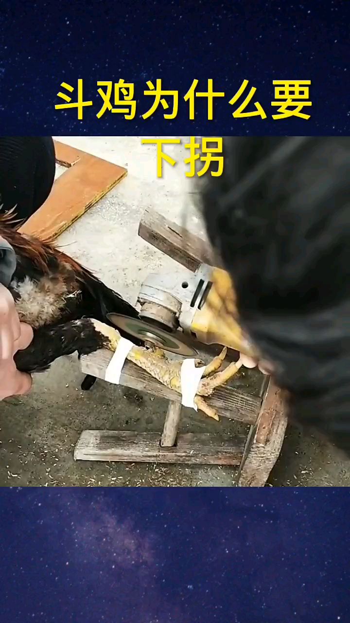 斗鸡下拐的原因是什么