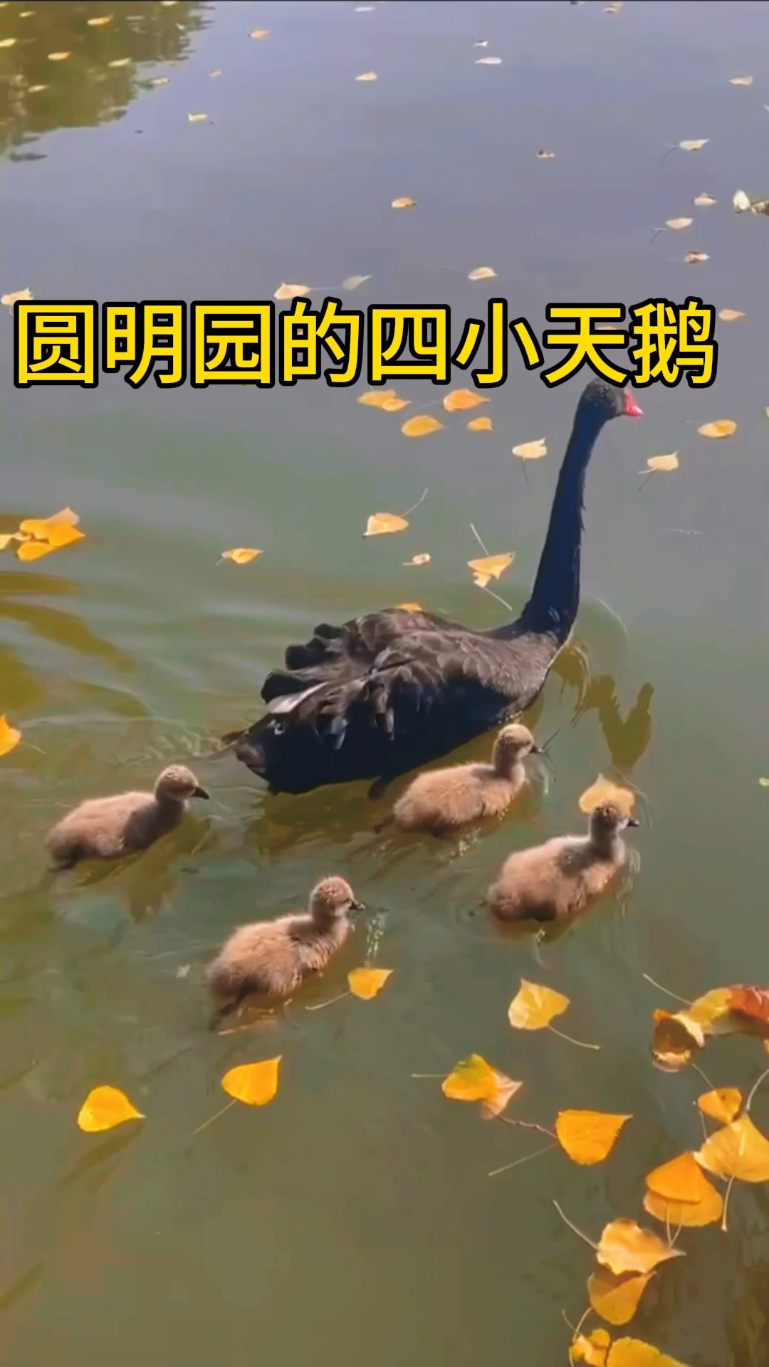 圆明园的四小天鹅