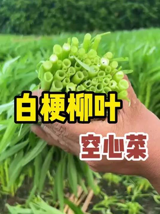 白梗柳叶空心菜,好吃好种颜值高,阳台小院轻松种