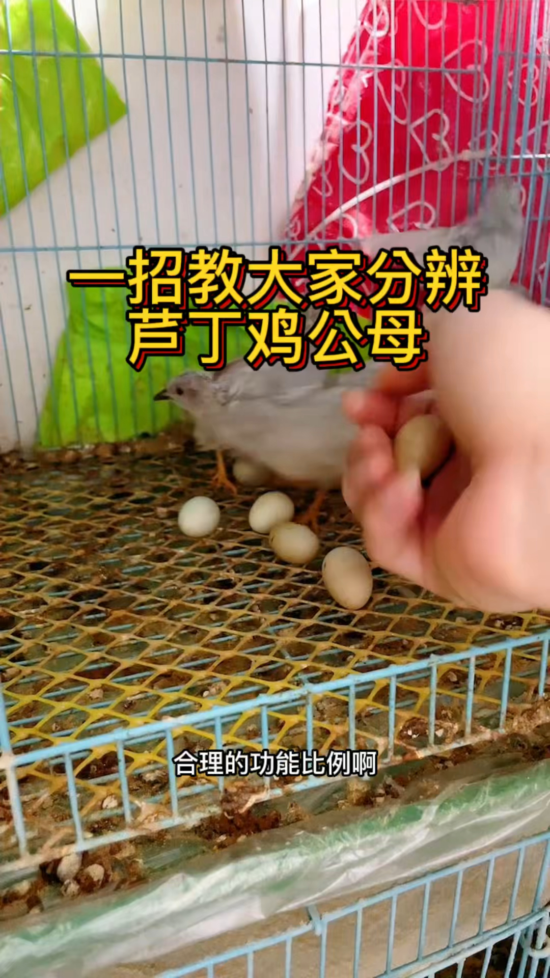 一招教你分辨芦丁鸡公母,后面羞羞的别看。#芦丁鸡