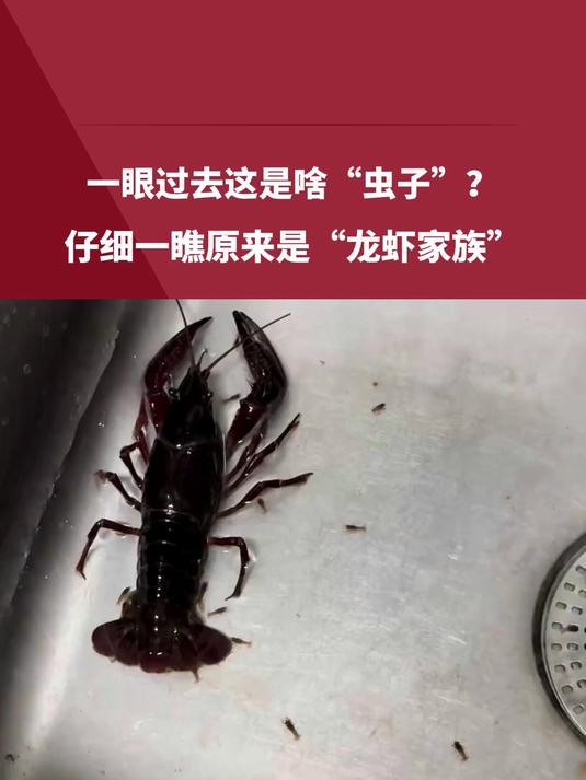 一眼过去这是啥“虫子“仔细一瞧原来是“龙虾家族
