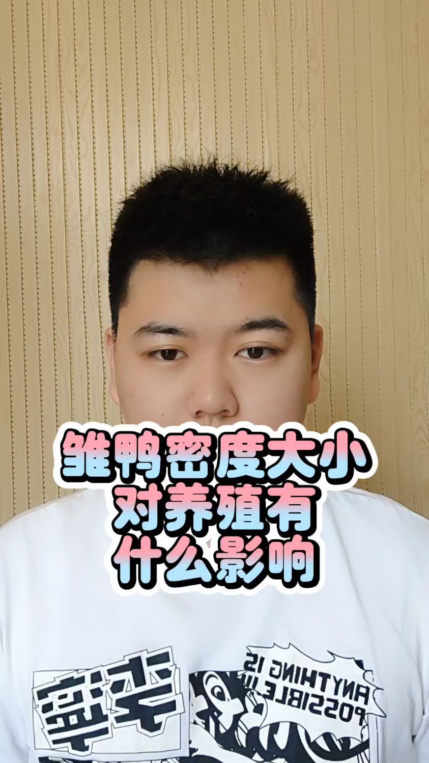#鸭子饲养密度多少合适养鸭子的密度最高是多少鸭子密度大有什么问题养鸭密度控制技巧