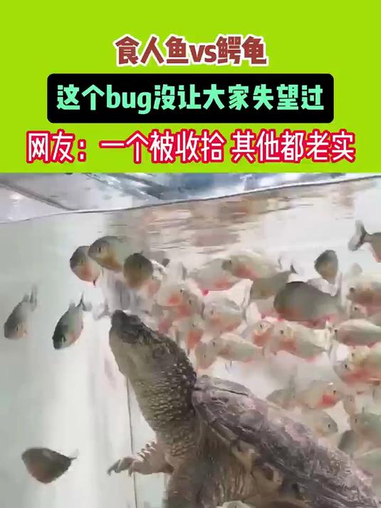 食人鱼Vs鳄龟这个bug没让大家失望过网友 - 一个被收拾其他都老实