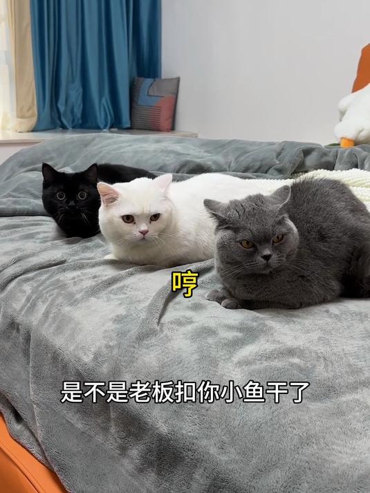 原来猫猫民宿真的有猫，灰色这只好像被扣小鱼干了