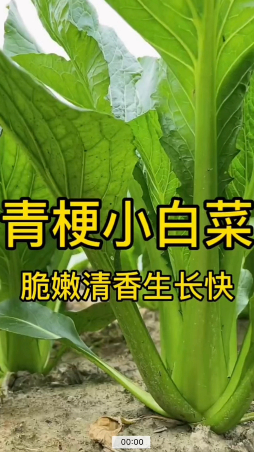 四季速生青梗小白菜种子#蔬菜种子