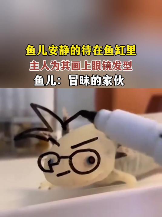 鱼儿安静的待在鱼缸里,主人为其画上眼镜发型