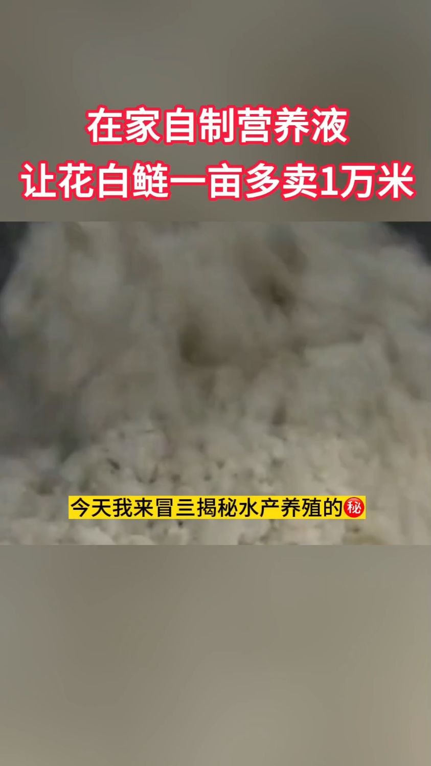 在家自制营养液让花白鲢一亩多赚1万米,怎样才能让花白鲢高产?