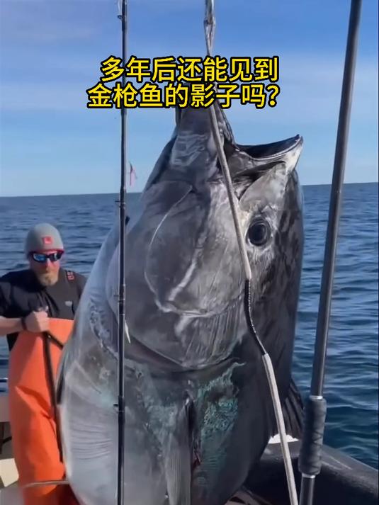 多年后还能见到鱼的影子吗?