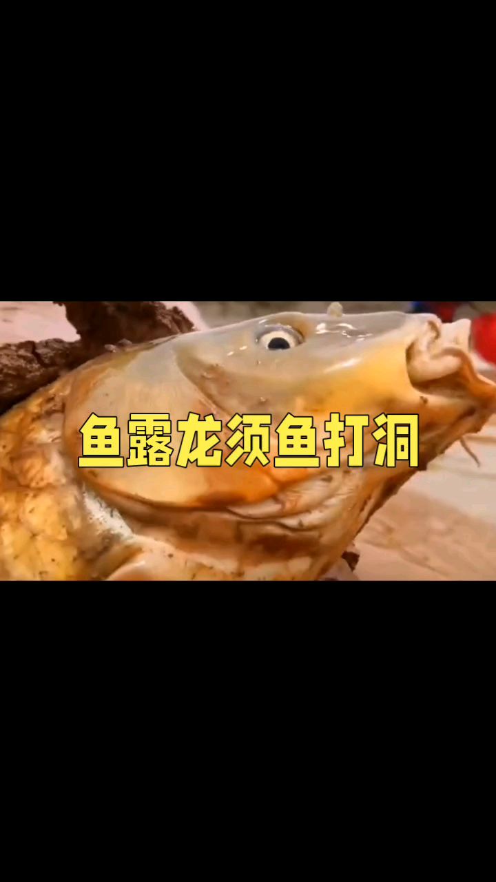 鱼露龙须鱼打洞,洞里抓鱼,乐在其中!