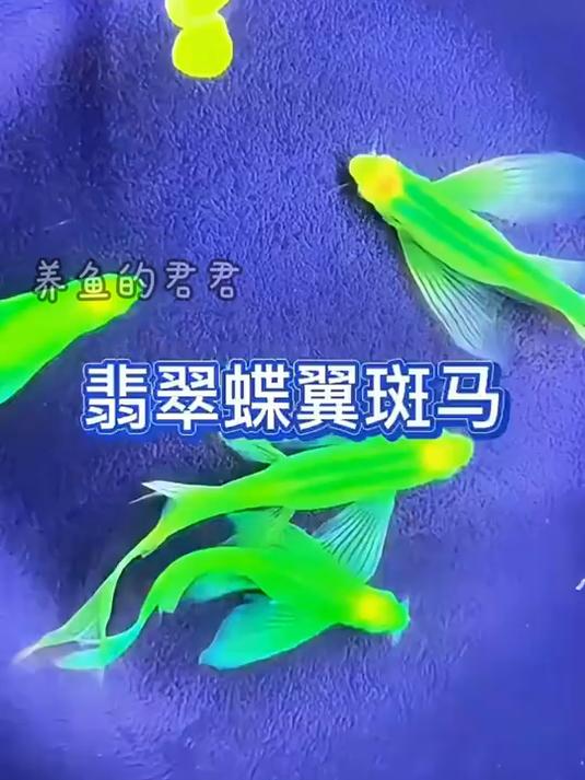 蝶翼斑马鱼好漂亮!绿色的鱼你喜欢吗?