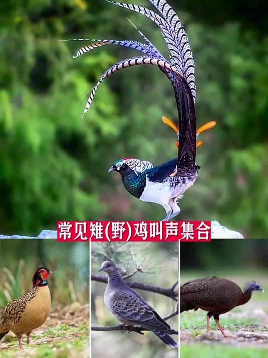 各种雉鸡、野鸟叫声合集,一听就认出来