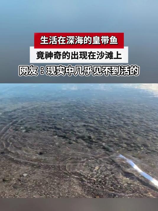 生活在深海的皇带鱼,竟神奇的出现在沙滩上