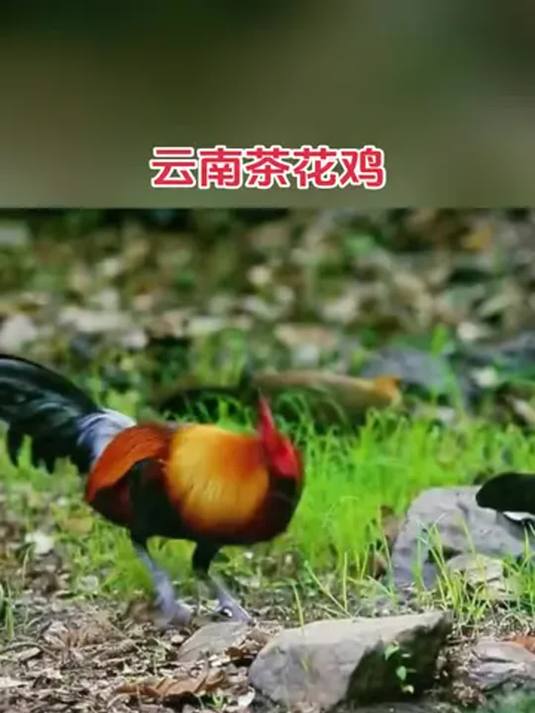 农村散养土鸡咋养好 茶花鸡经验分享 快来交流