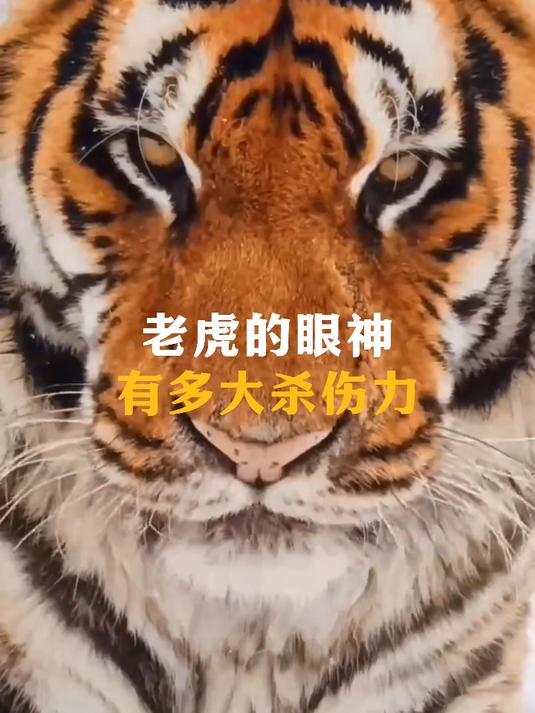老虎的眼神,到底有多恐怖