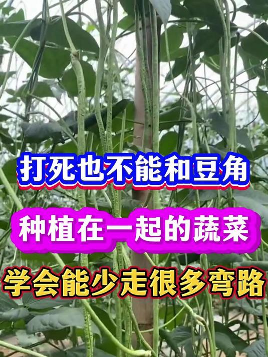 打死也不能和豆角种一起的蔬菜您知道哪些