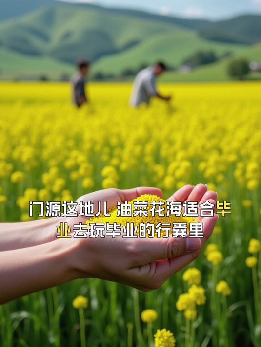 门源这地儿,油菜花海适合毕业去玩