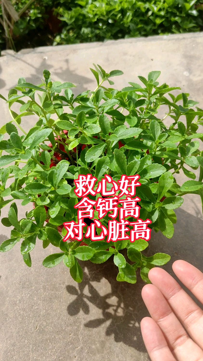 老年人缺钙?种点救心菜,含钙高,常吃能补钙,而且对心脏好,阳台菜园都能种