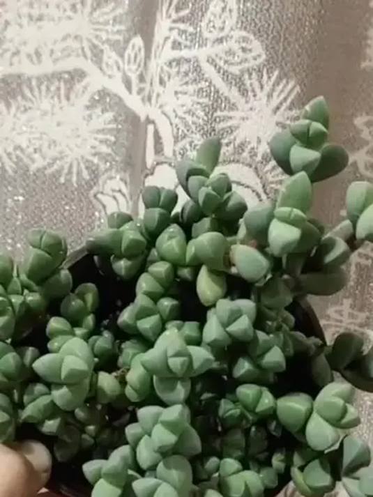 鹿角海棠多肉,盆栽地栽都行,新手小白轻松养美家