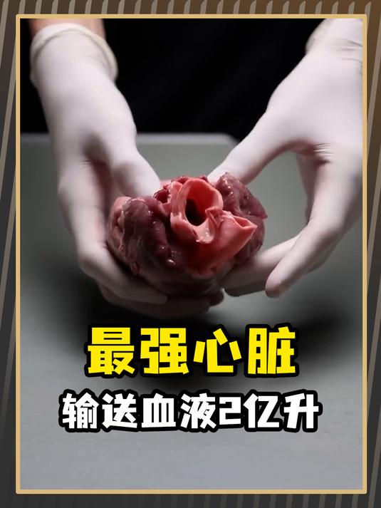 心脏才是人体中最强壮的肌肉,你不知道吧!