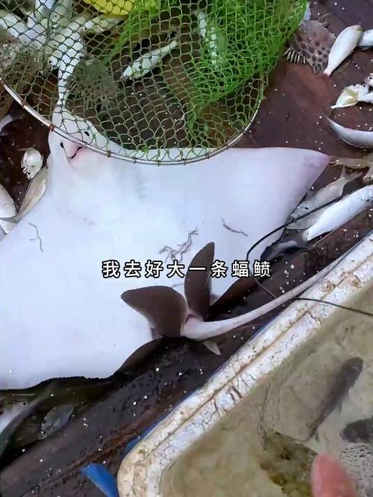 出海捕鱼第一次见真正的魔鬼鱼!出海捕鱼第一次见真正的魔鬼鱼