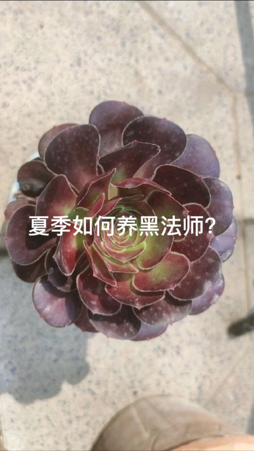 夏季黑法师也可以很美,如何养
