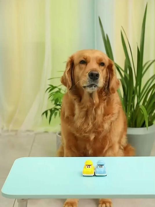 奶茶妈妈只爱coco