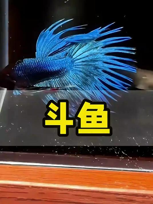 你是否真正了解斗鱼呢?