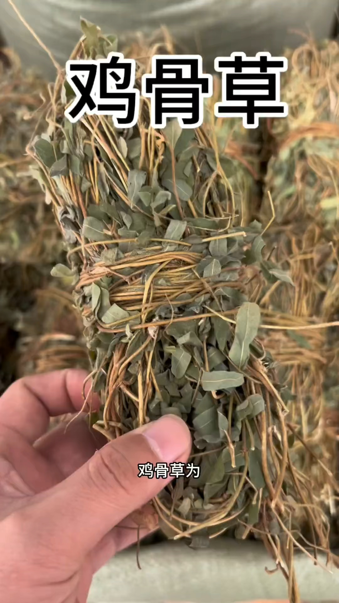 鸡骨草-两广地区煲汤的常见搭配