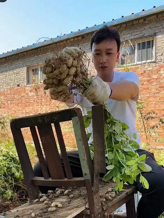  又一款摘花生神器诞生了，小伙自制摘花生神器，又简单又方便！ 