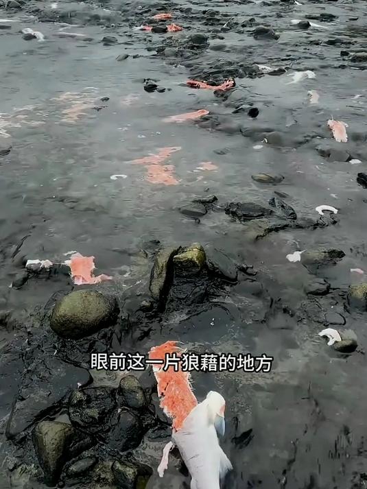 阿拉斯加棕熊的鲑鱼盛宴 多到根本吃不完！