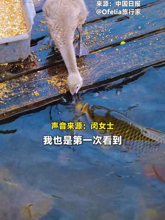 善良的天鹅宝宝。这一幕太治愈了!网友拍到天鹅宝宝给鱼喂食
