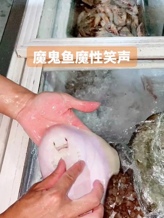 这只发声的魔鬼鱼也太可爱了