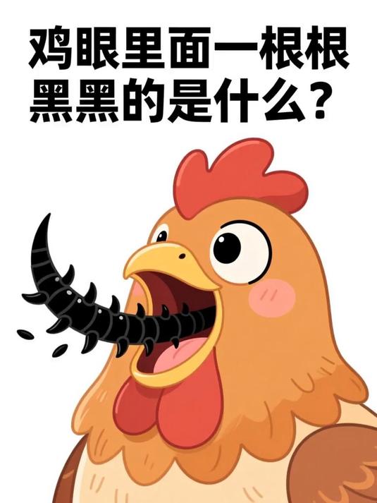 鸡眼里面一根根黑黑的是什么