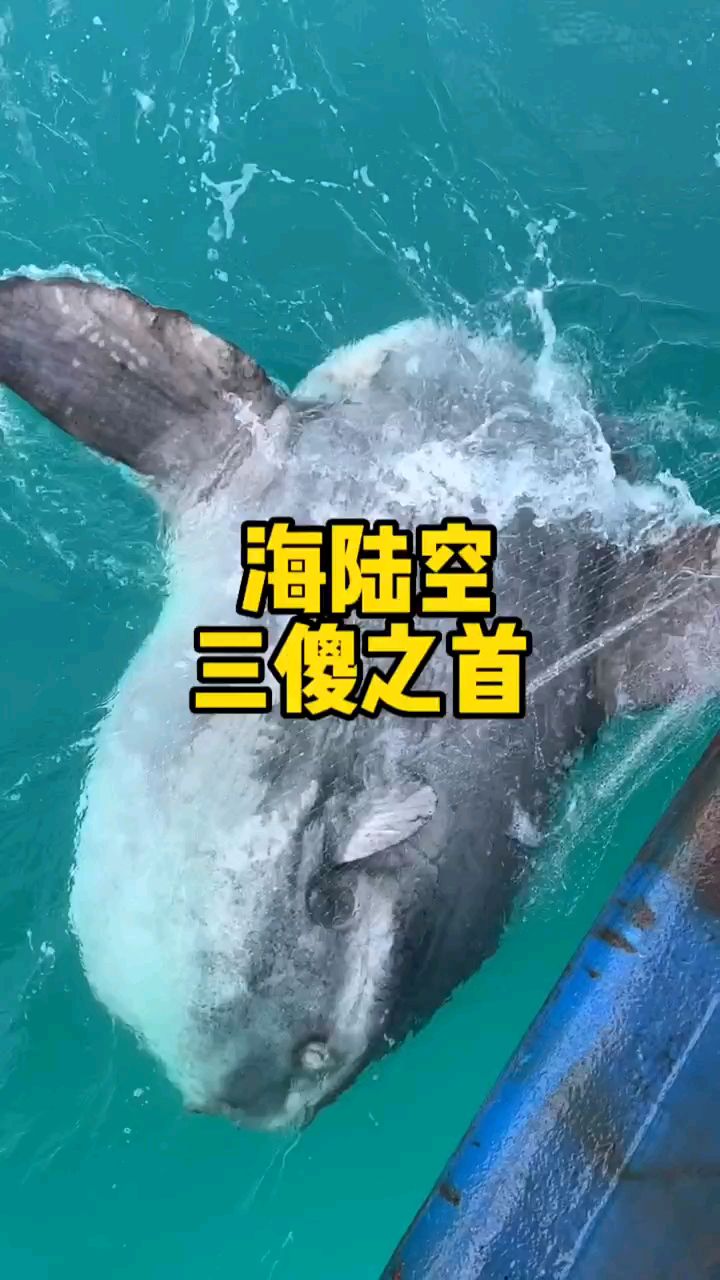 世界上最蠢的鱼