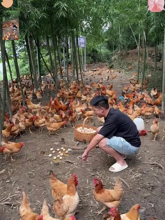 林间散养土鸡蛋！蛋黄金黄口感嫩，每天新鲜现捡
