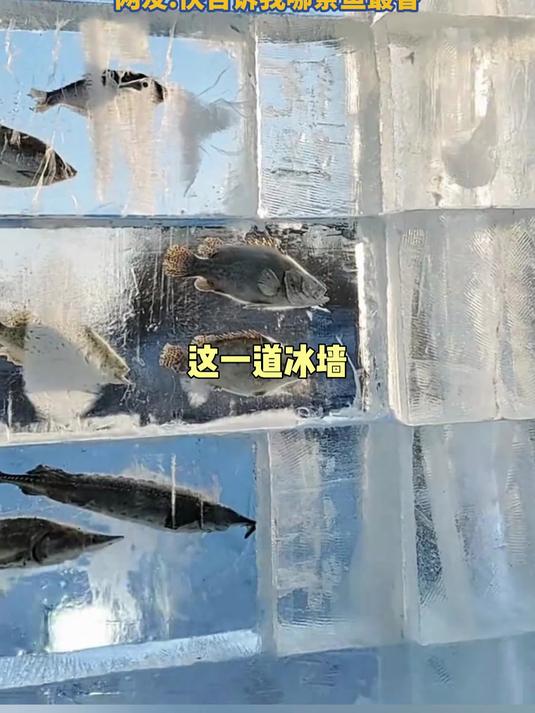 冰雪大世界特別的水族馆，松花江的鱼大部分都在这了