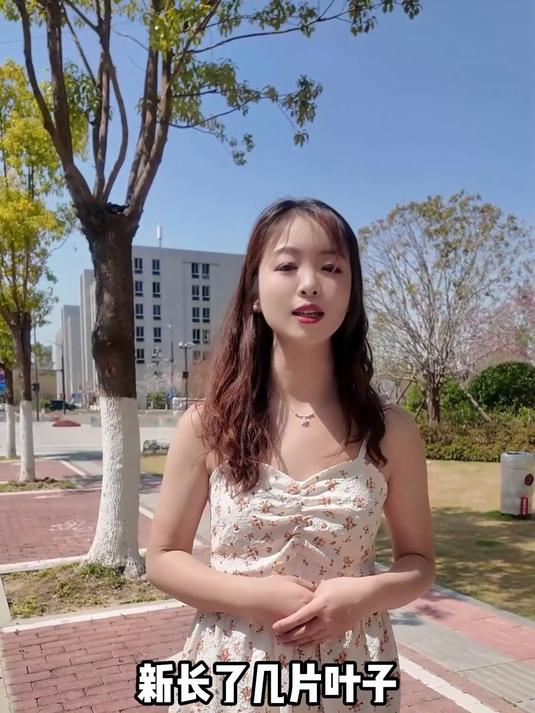 孕妇推荐时令蔬菜 大叶木耳菜 天然叶酸营养更丰富