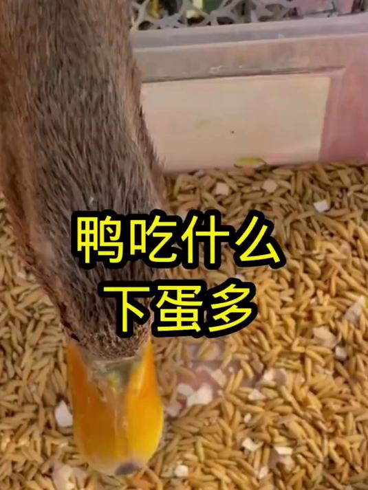鸭吃什么下蛋多