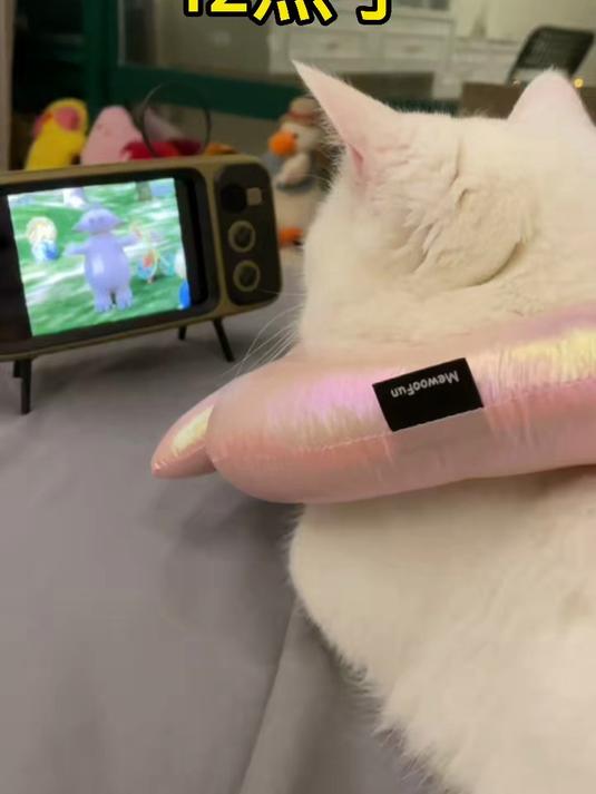 12点了 我拔了电视机的天线 小猫咪熬夜不好